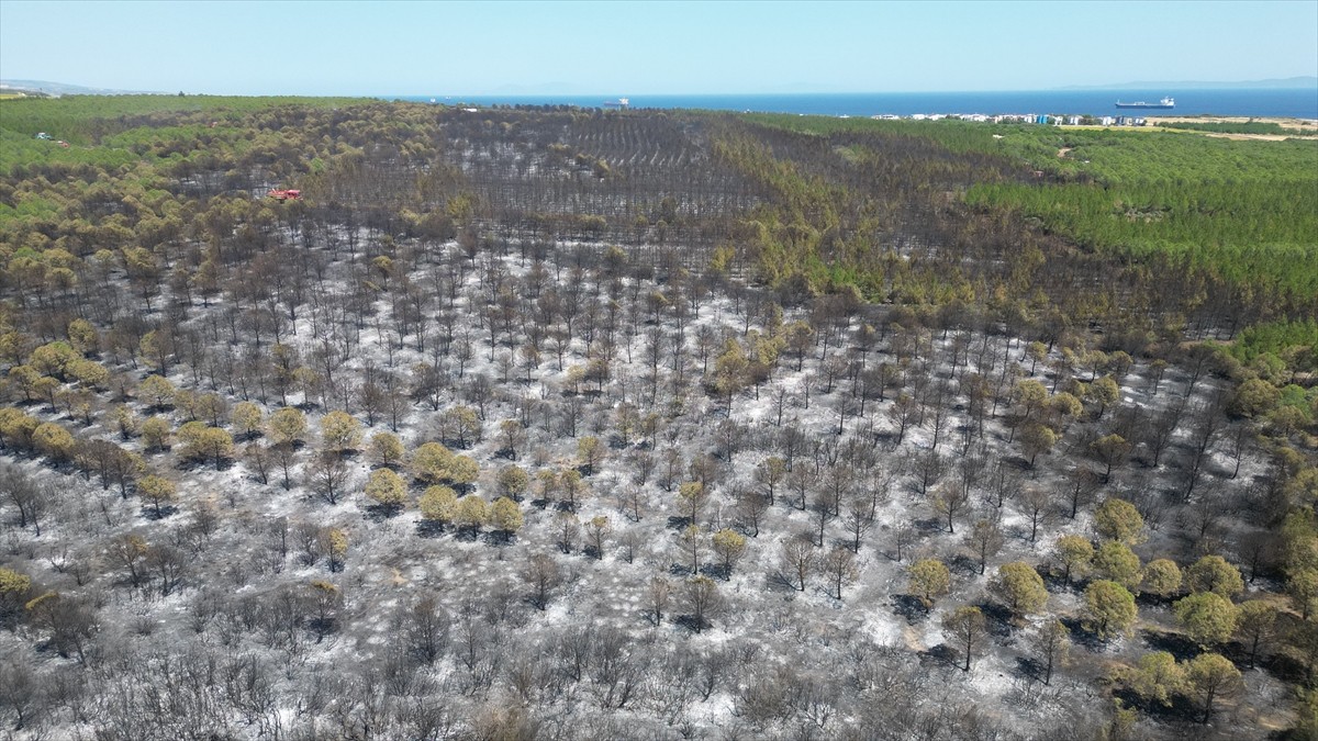  Tekirdağ'ın Şarköy ilçesinde orman yangınında zarar gören 22 hektar alan havadan...