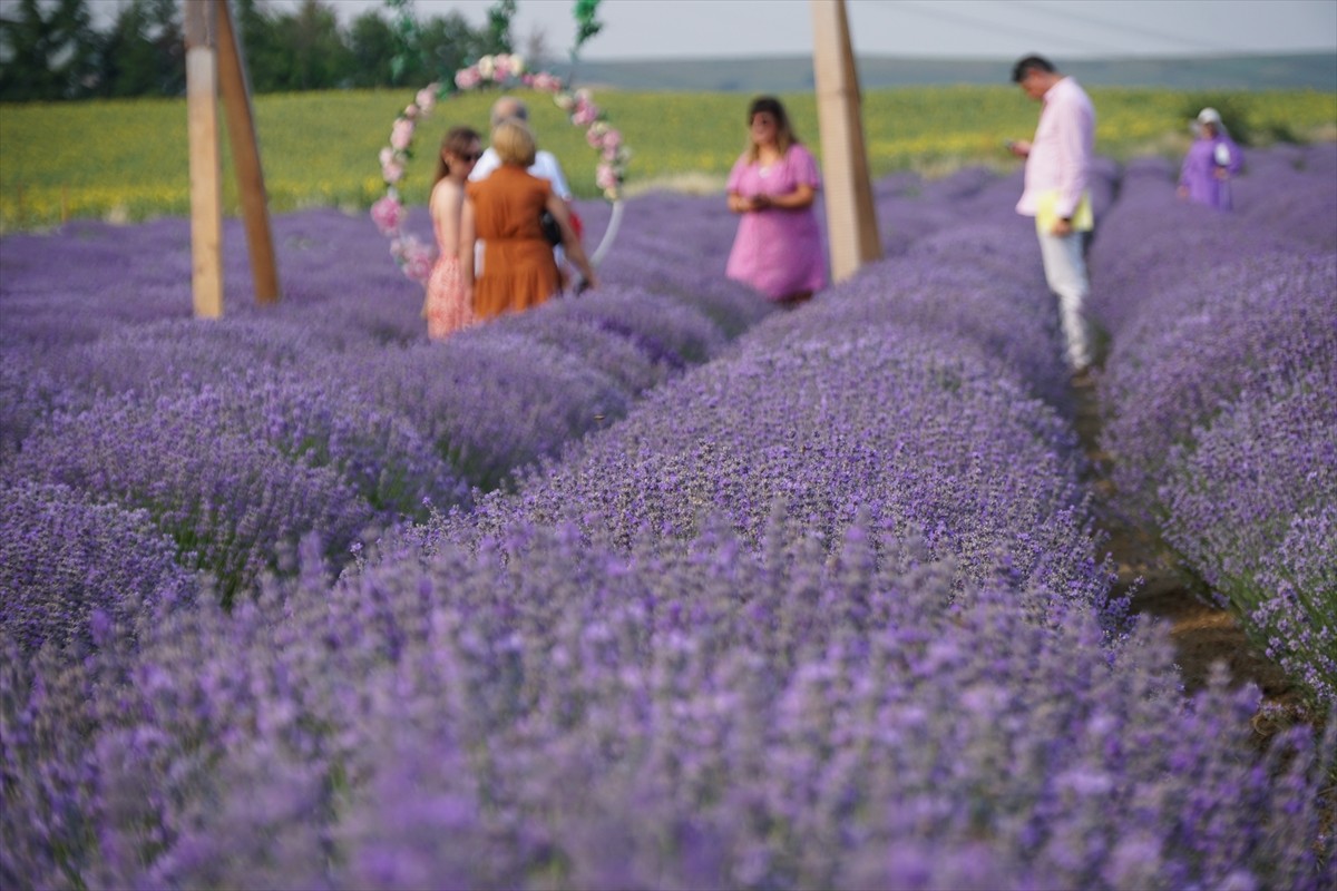 Tekirdağ’da lavanta ve ayçiçeği tarlaları, mor ve sarı renkleriyle görsel şölen sunarak kentin...