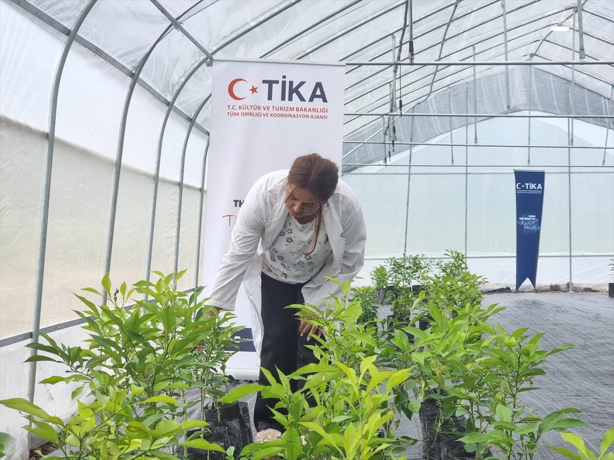 Türk İşbirliği ve Koordinasyon Ajansı Başkanlığı (TİKA), Azerbaycan'ın Lenkeran bölgesinde çay ve...