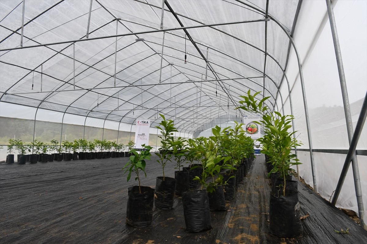 Türk İşbirliği ve Koordinasyon Ajansı Başkanlığı (TİKA), Azerbaycan'ın Lenkeran bölgesinde çay ve...