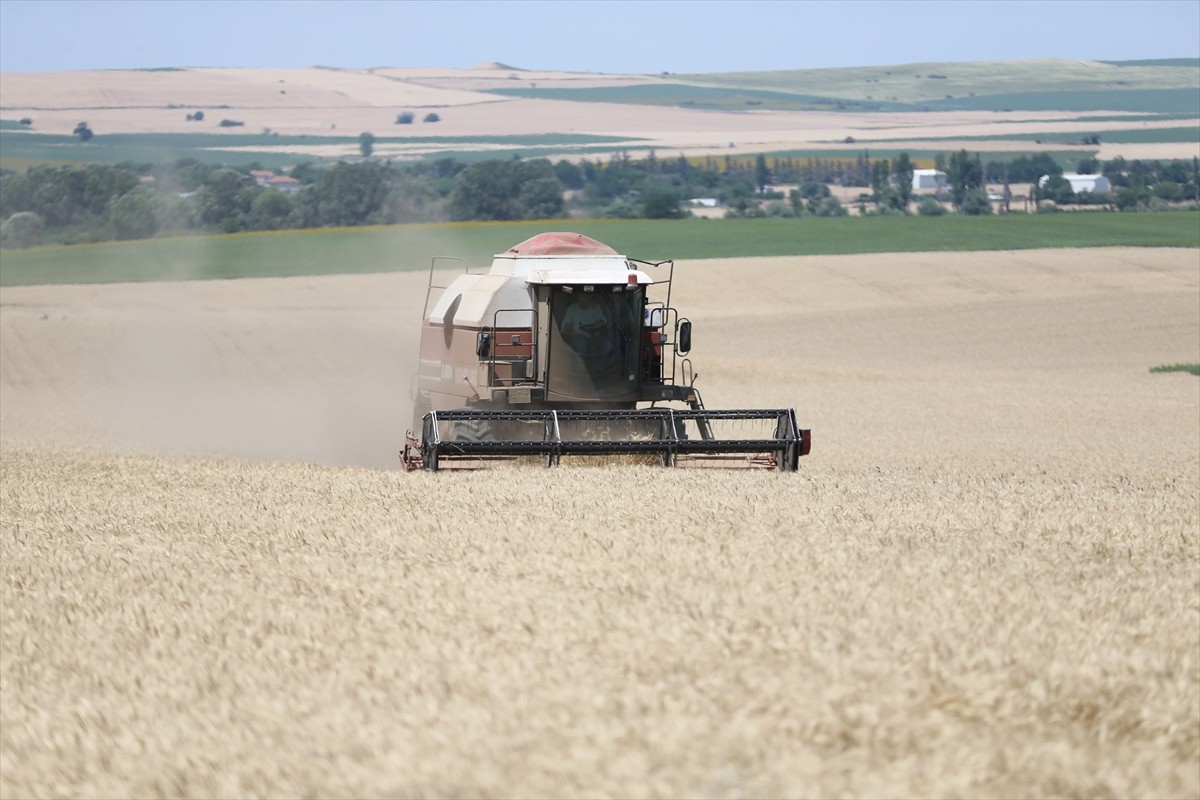 Türkiye'nin önemli hububat üretim merkezlerinden Edirne'de, üreticilerin buğday hasat mesaisi...