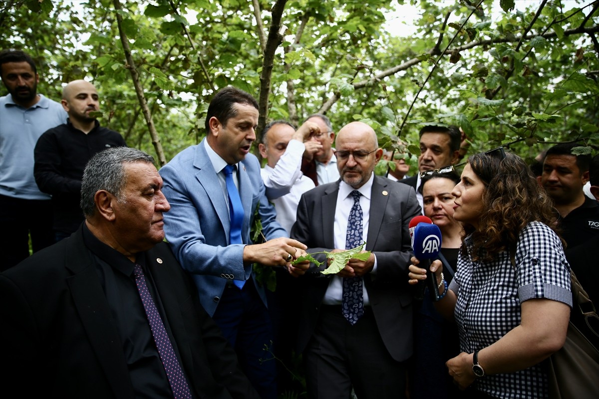 Türkiye Büyük Millet Meclisi (TBMM) Zirai Don Olayını Araştırma Komisyonu üyeleri, Giresun'da...