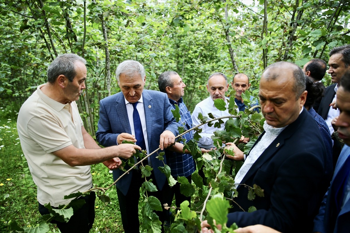 Türkiye Büyük Millet Meclisi (TBMM) Zirai Don Olayını Araştırma Komisyonu üyeleri, Giresun'da...