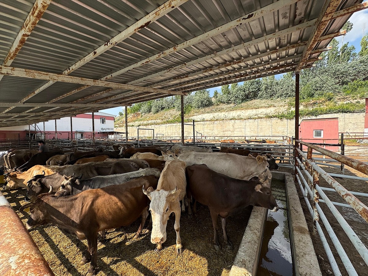 Türkiye Diyanet Vakfının (TDV) organizasyonunda Van'da bağışı yapılan 6 bin 825 hisse kapsamında...