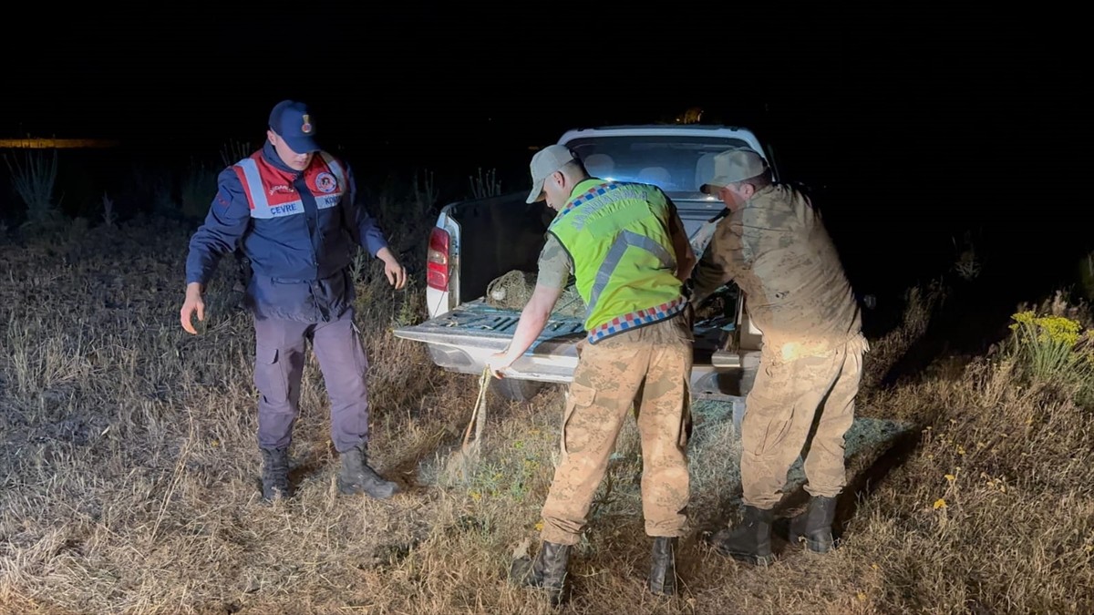 Van'da jandarma ekiplerince yapılan denetimlerde kaçak avlanan 1 ton 500 kilogram canlı inci...