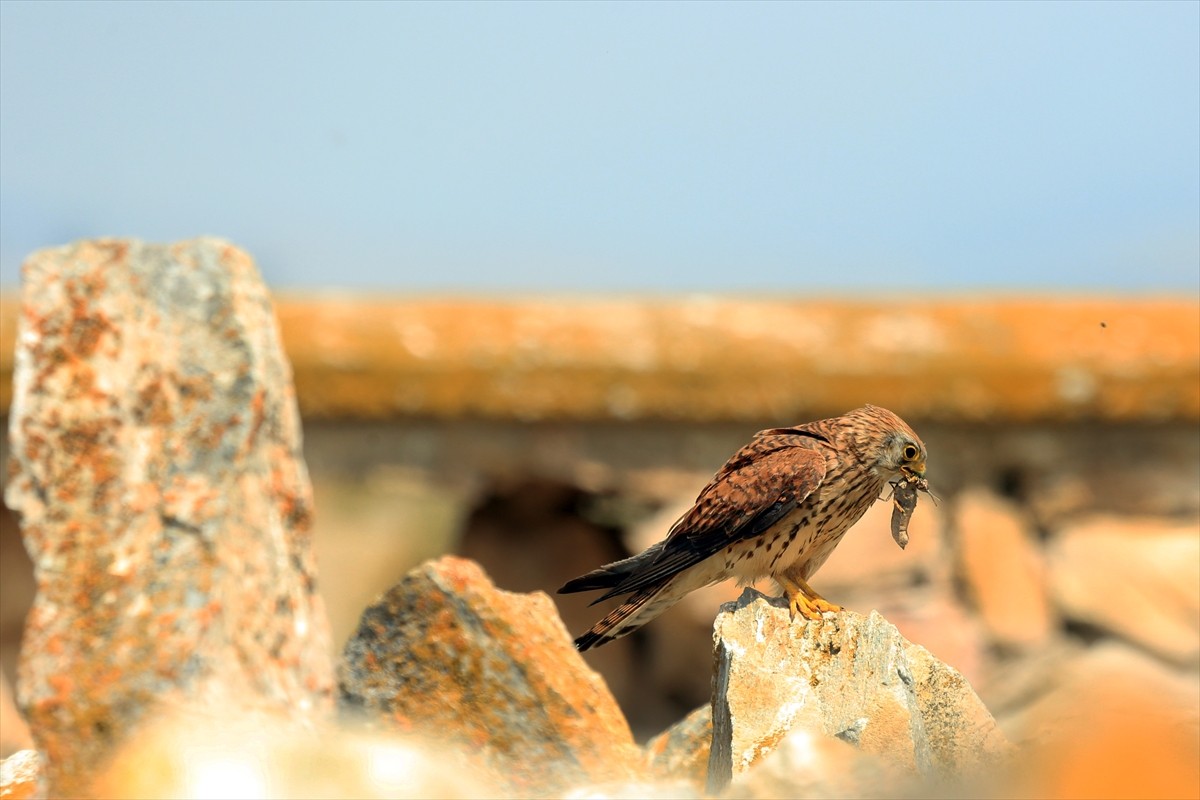 Yırtıcı kuş familyasından olan kerkenezlerin (Falco tinnunculus) doğada avlanmaları, Konya'nın...