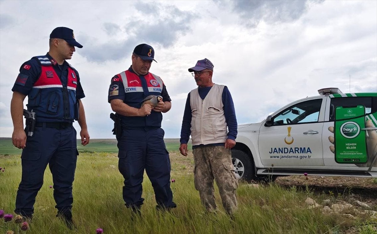 Yozgat'ın Yenifakılı ilçesinde, İl Jandarma Komutanlığı Çevre, Doğa ve Hayvanları Koruma Timi...