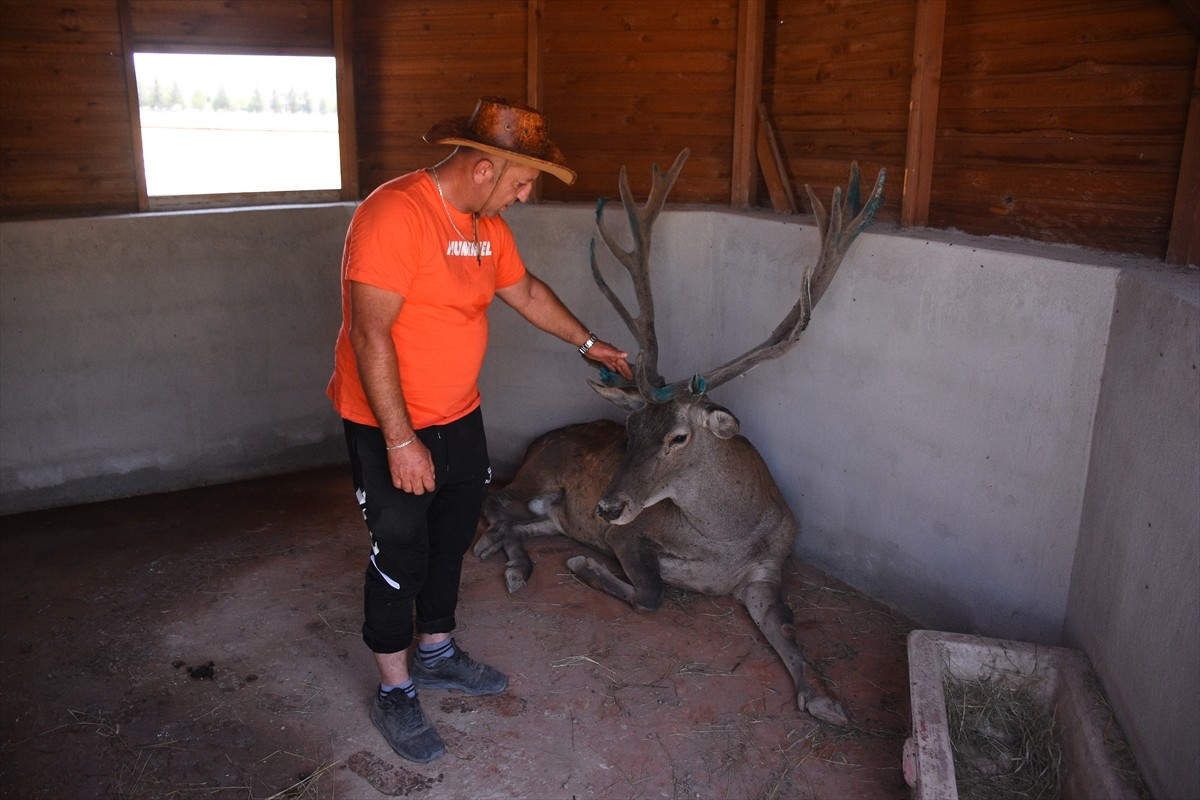 Afyonkarahisar'da, yiyecek aramak için sürekli kara yoluna inen ve insanlara da alışan kızıl...