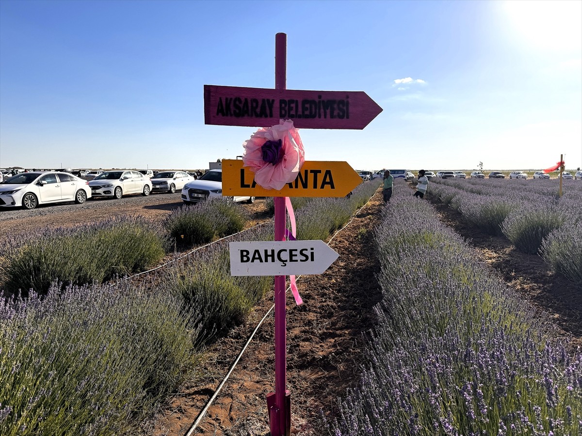 Aksaray Belediyesi'nin bu yıl üçüncüsünü düzenlediği "Morun En Güzel Tonlarına Yolculuk Günleri"...