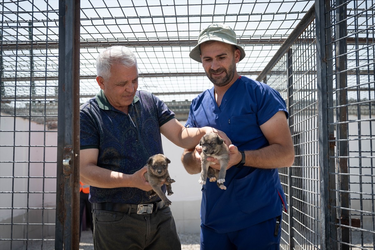 Ankara'da yangından kurtarılan ve "Mutlu", "Kutlu" ve "Bulut" isimleri verilen 3 köpek yavrusu...