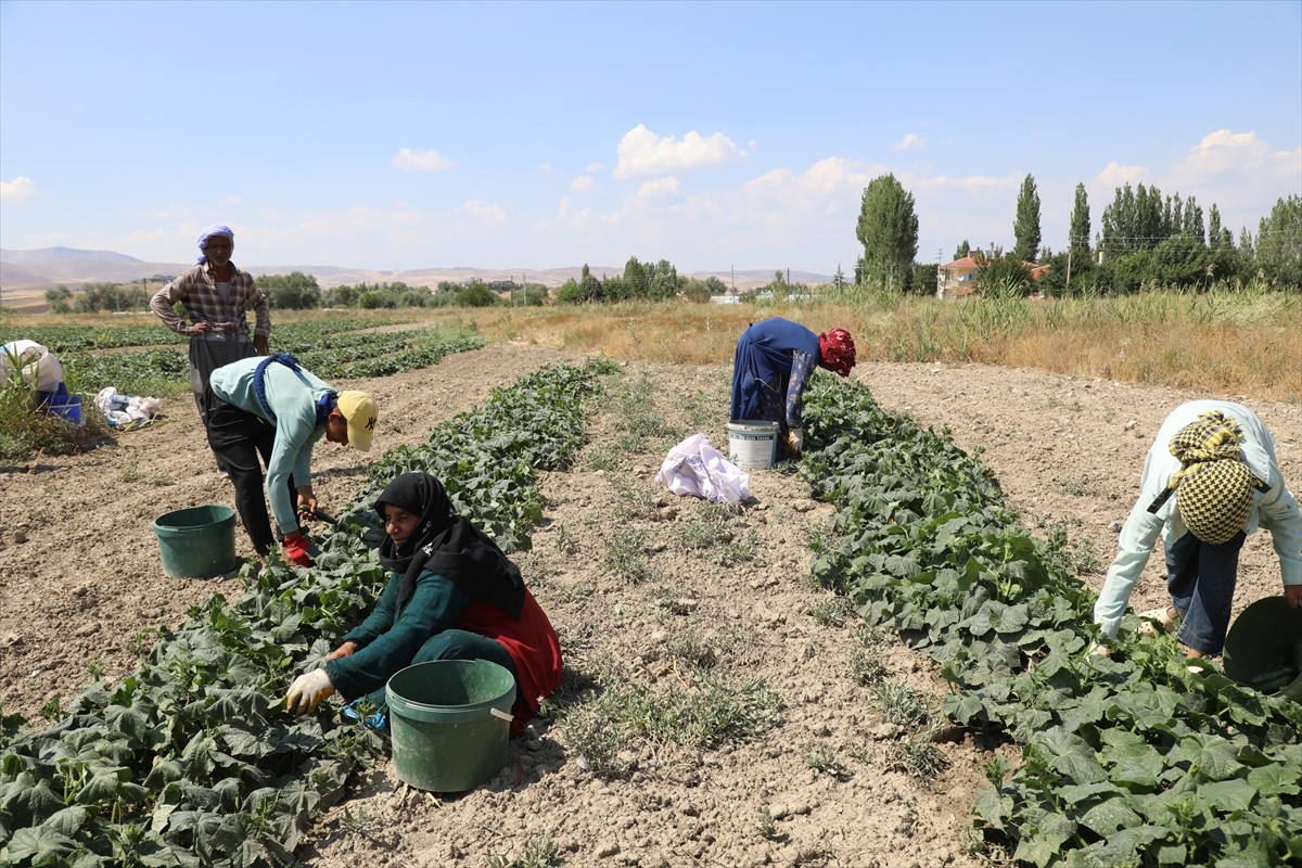 Ankara'nın Çubuk ilçesinde coğrafi işaretli Çubuk turşusunun yapıldığı salatalıkta hasat sezonu...