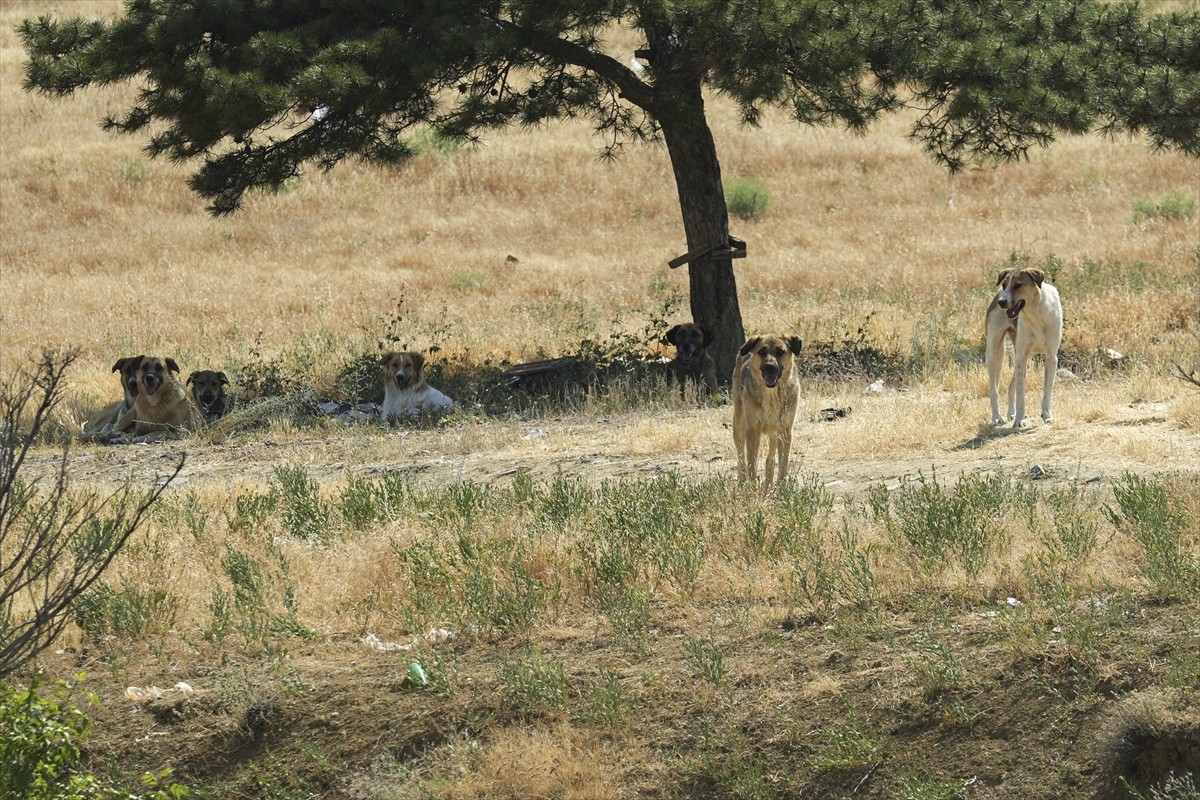 Ankara'nın Yenimahalle ilçesinde bir kişi, sahipsiz köpeklerin saldırısına uğradı.