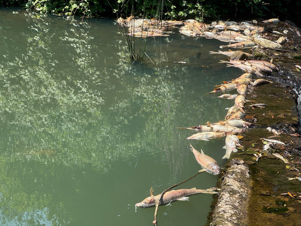 Bartın'da toplu balık ölümleriyle ilgili Çevre, Şehircilik ve İklim Değişikliği İl Müdürlüğünce...