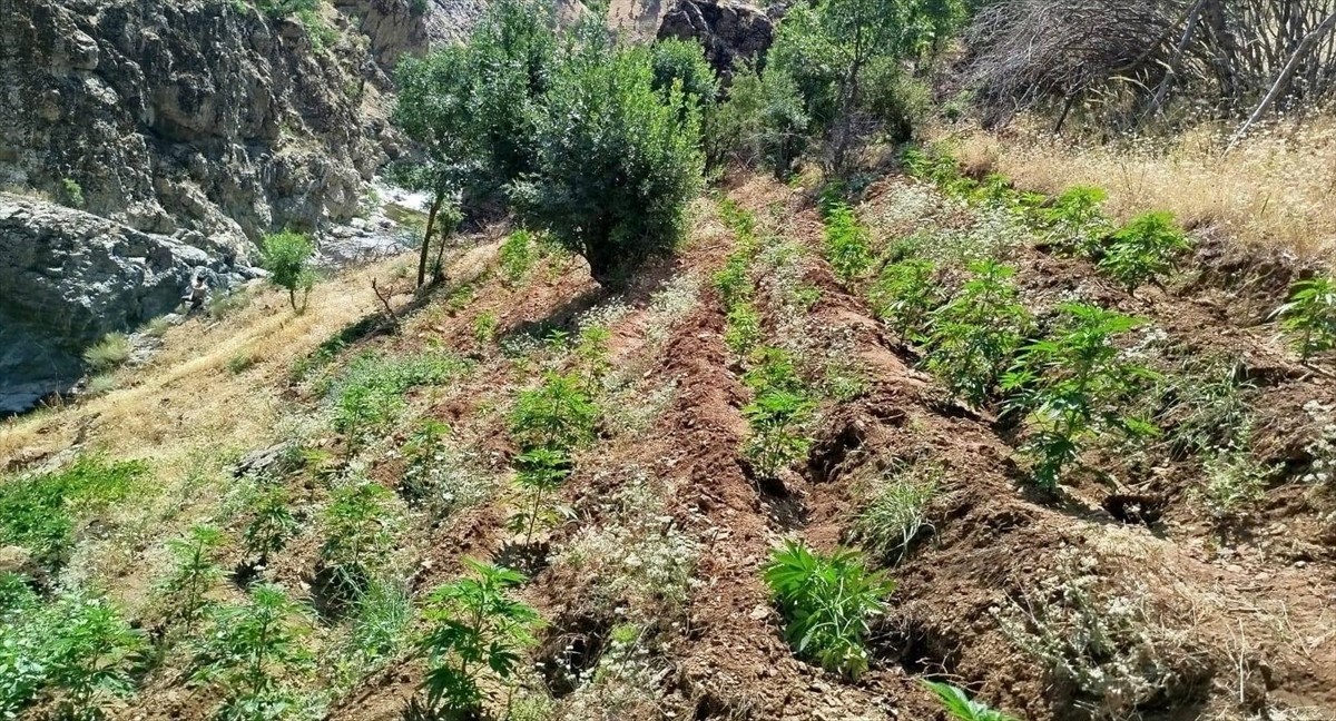 Bingöl'ün Genç ilçesinde düzenlenen operasyonda, 5 bin 990 kök Hint keneviri ele geçirildi.