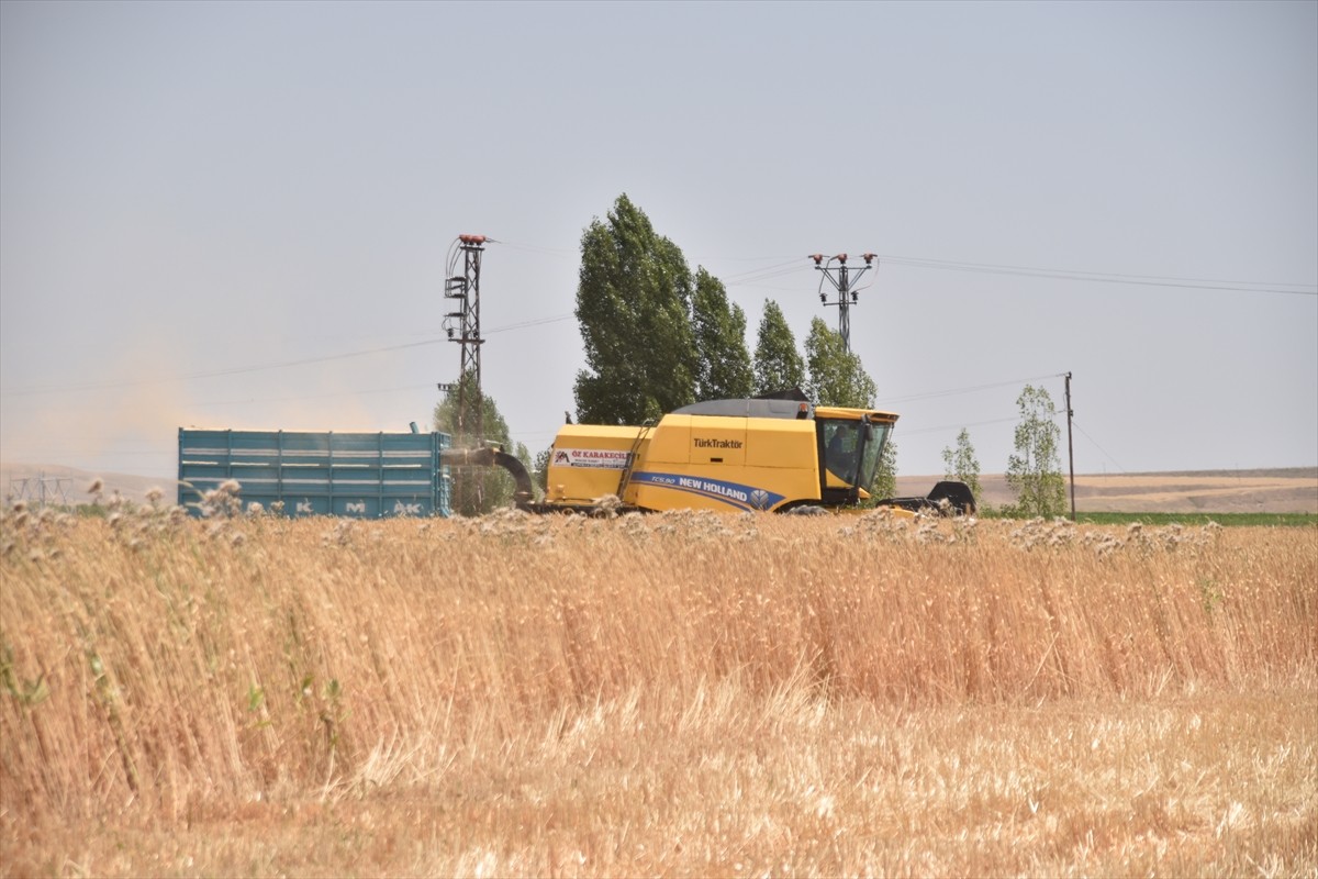 Bitlis'in Ahlat ilçesinde çiftçiler, sıcak havada buğday hasadına başladı. Kentte 500 bin dekar...