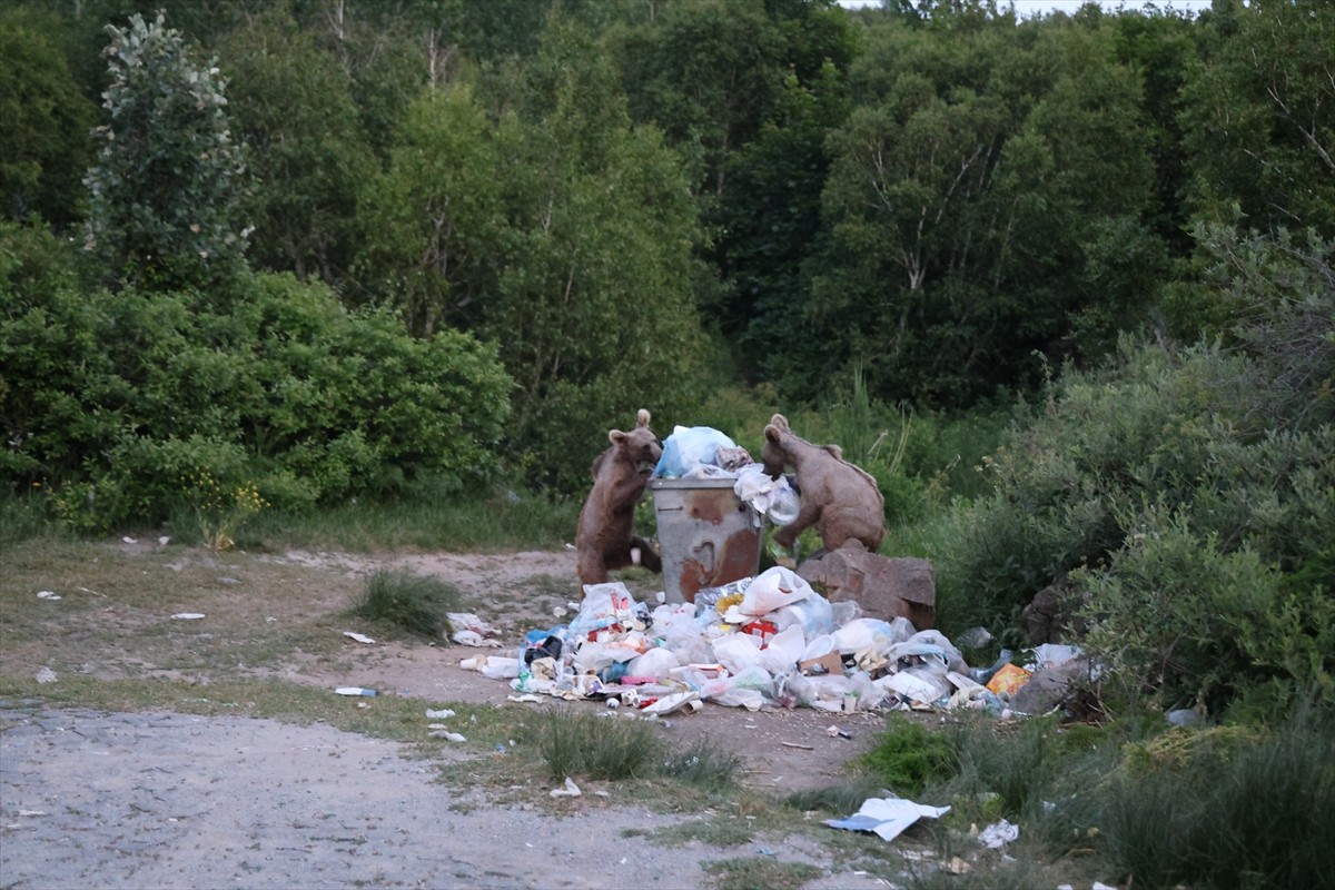 Bitlis'in Tatvan ilçesindeki Nemrut Kalderası'ndaki bozayılar, bölgeyi ziyaret edenlerin ilgisini...