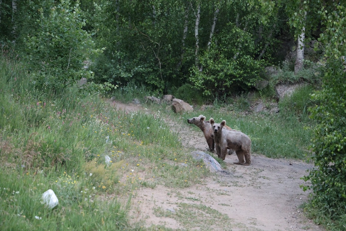 Bitlis'in Tatvan ilçesindeki Nemrut Kalderası'ndaki bozayılar, bölgeyi ziyaret edenlerin ilgisini...