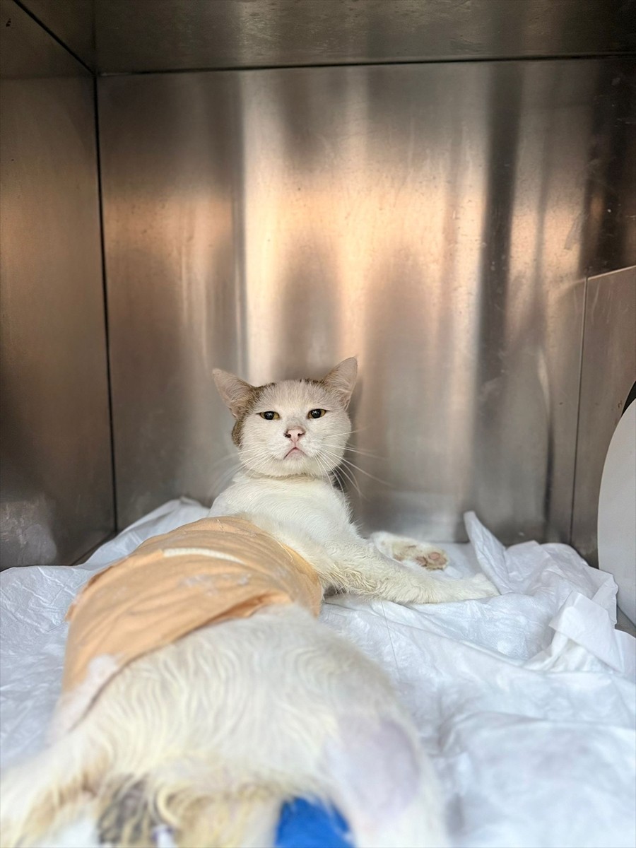 Burdur'da kedinin omuriliğindeki havalı tüfek saçması, Mehmet Akif Ersoy Üniversitesi Hayvan...