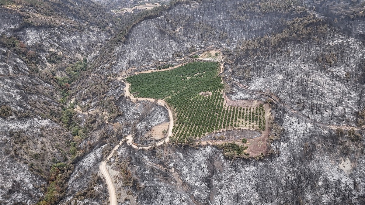 Bursa'nın Gürsu ve Kestel ilçeleri arasında çıkan yangında, çevresindeki orman küle dönen 48...
