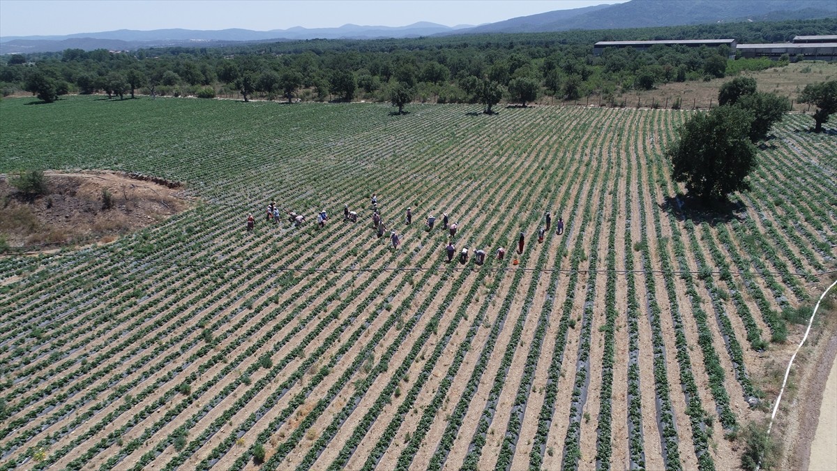 Çanakkale'nin Yenice ilçesinde, Kazdağları'nın eteklerindeki tarlalarda yetiştirilen ve bölgenin...