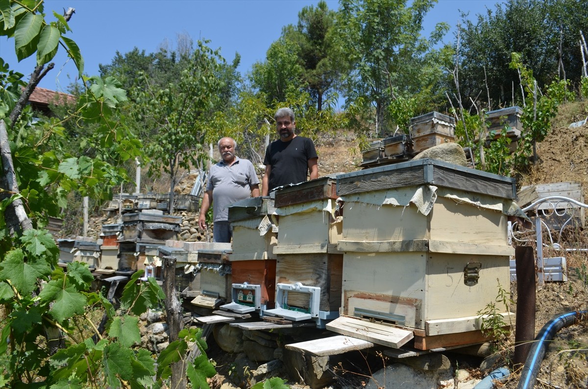 Çorum'un Dodurga ilçesinde arı kovanlarına zarar veren ayı, üreticilerin kurduğu fotokapana...