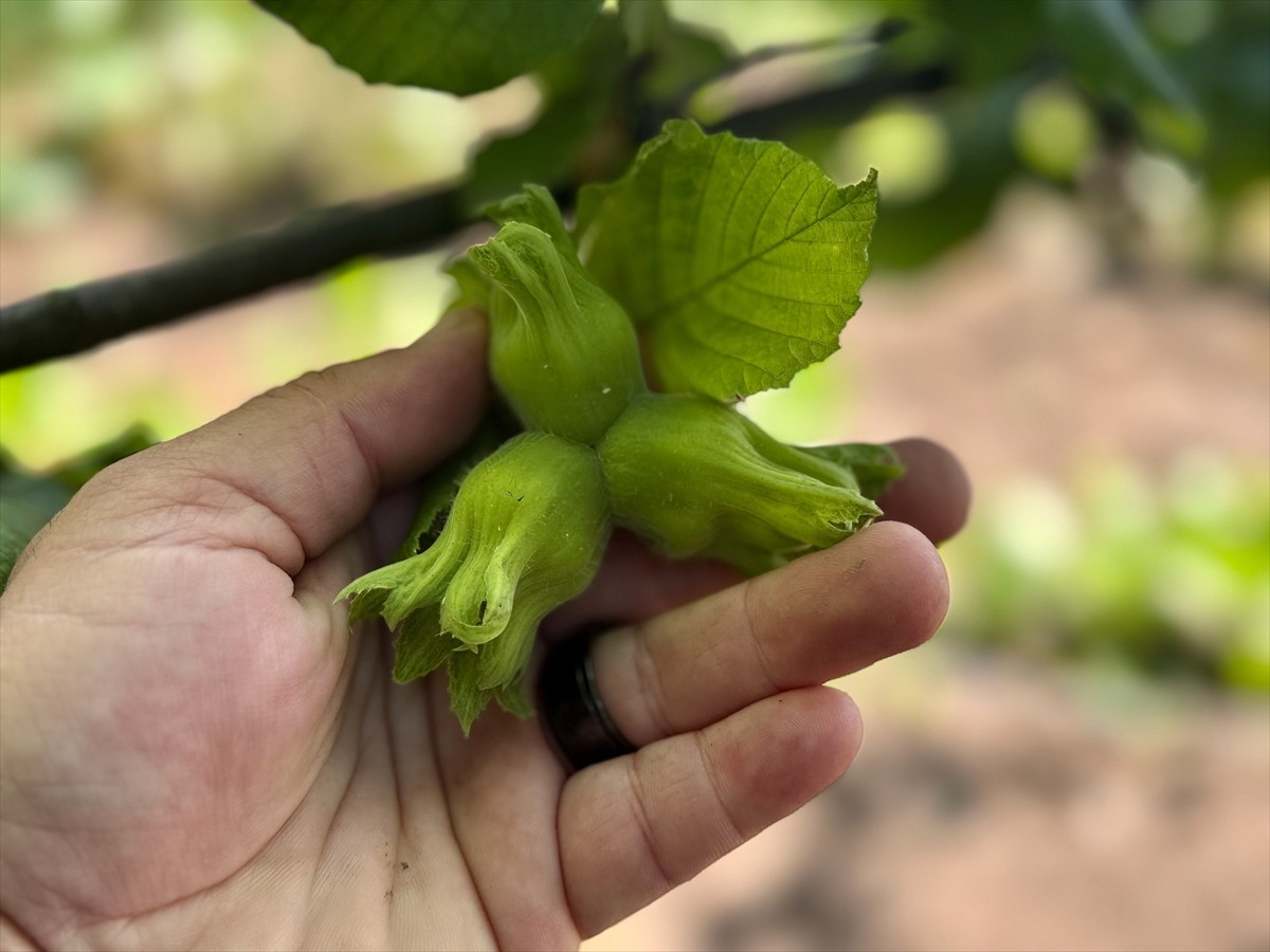 Düzce'den Avrupa Birliği (AB) ülkelerine yılın ilk 6 ayında 13 bin 461 ton iç fındık ihraç...