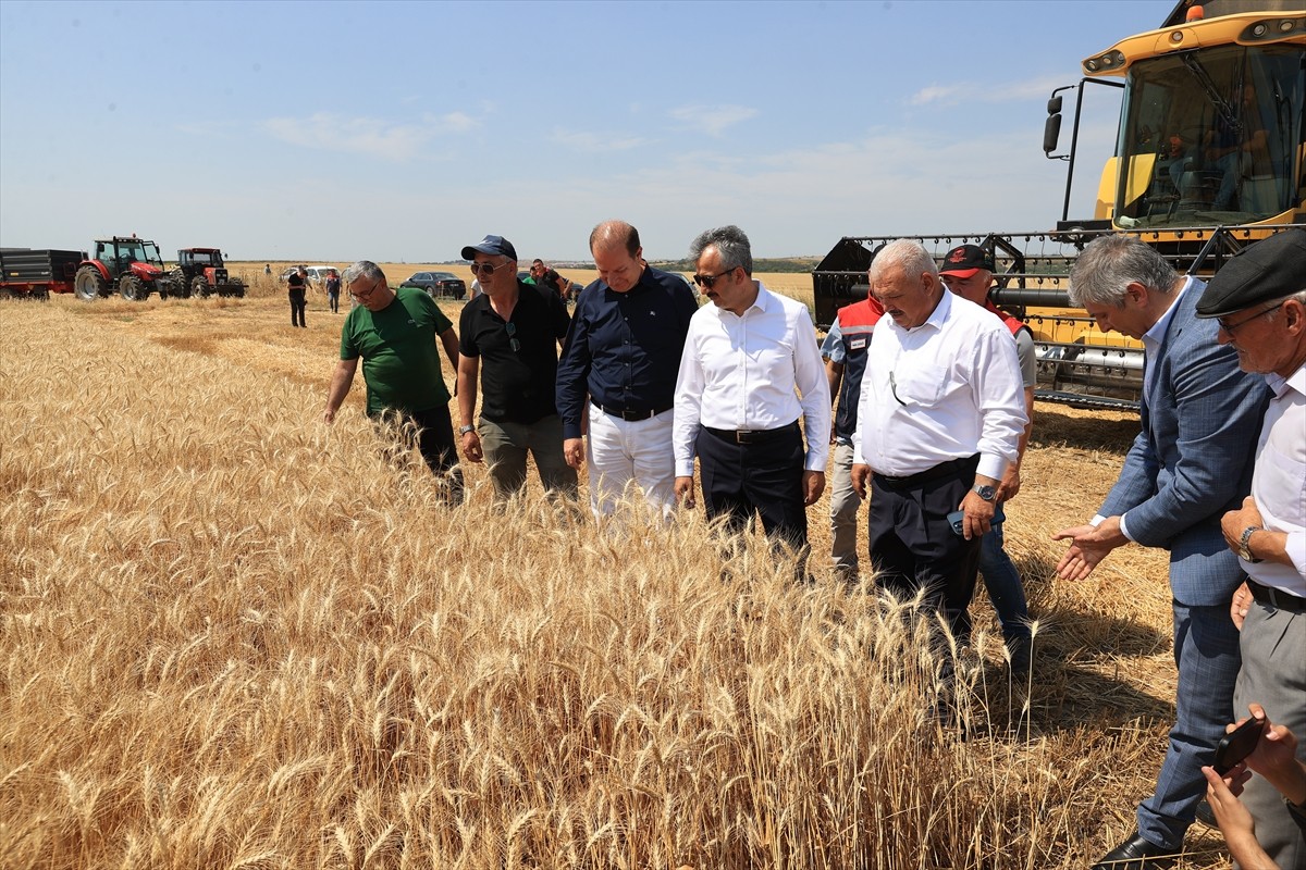 Edirne Valisi Sezer biçerdöverle buğday hasadı yaptı. Vali Sezer, Büyükdöllük köyünde buğday...