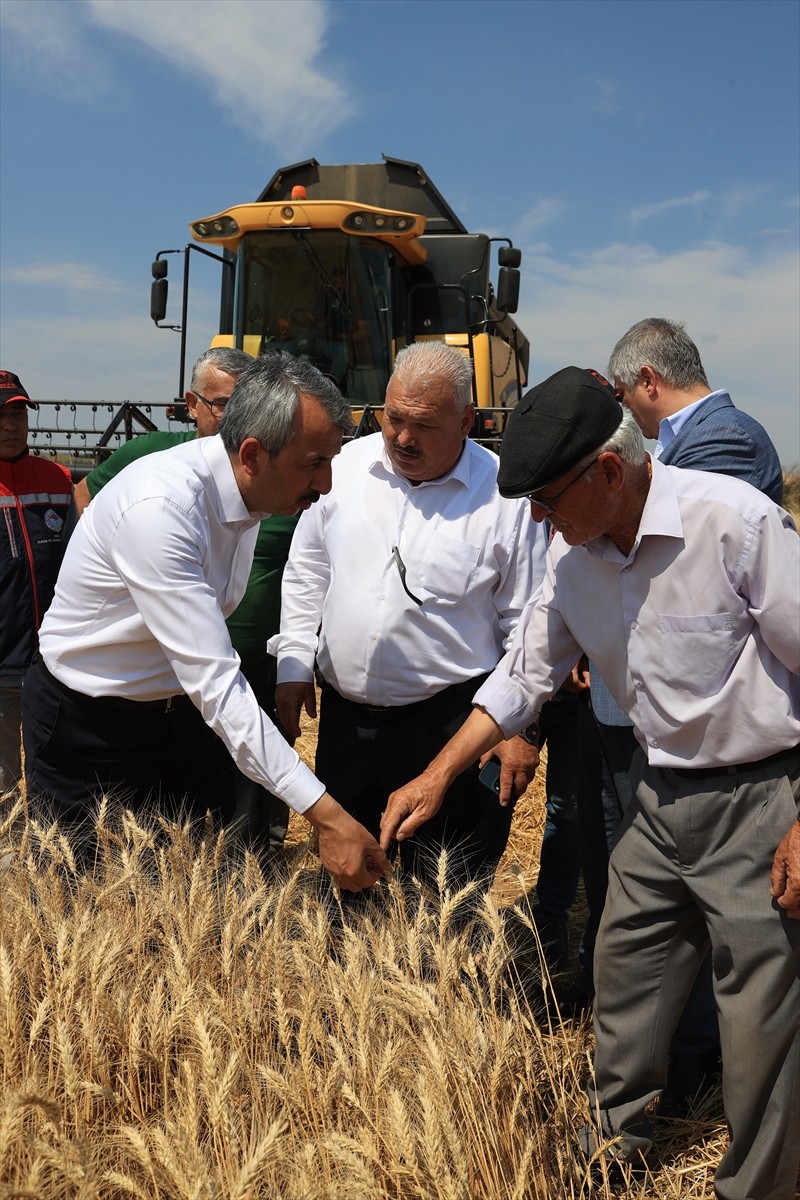 Edirne Valisi Sezer biçerdöverle buğday hasadı yaptı. Vali Sezer, Büyükdöllük köyünde buğday...