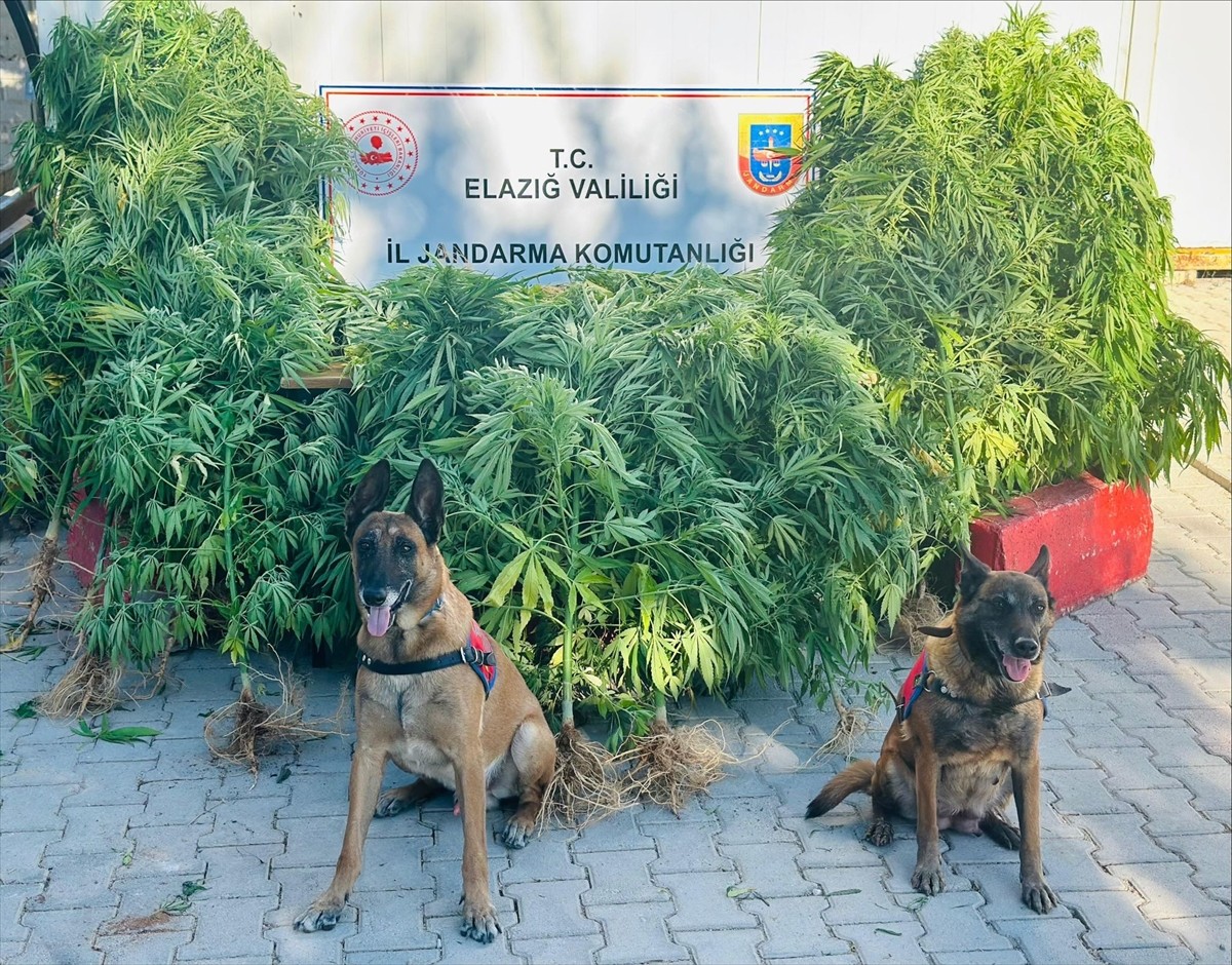 Elazığ'da düzenlenen uyuşturucu operasyonunda Hint keneviri ile esrar ele geçirildi, 1 şüpheli...