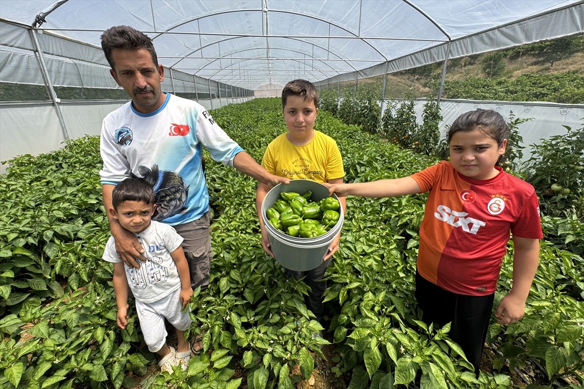 Elazığ'ın Keban ilçesinde ata tohumundan yetiştirilen ve geçen yıl tescillenen Keban biberinin...