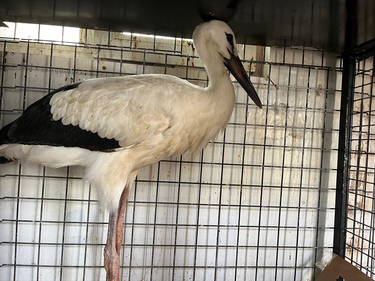 Erzurum'da yuvalarından düşmesi sonucu yaralanan 3 leylek yavrusu koruma altına alındı. 