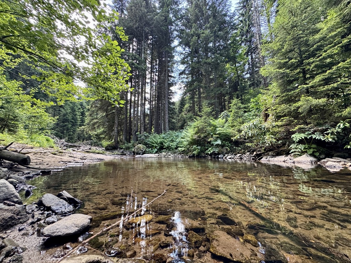 Giresun'da Paşakonağı Yaylası'nda akarsular doğa tutkunlarına güzel manzaraları keşfetme imkanı...