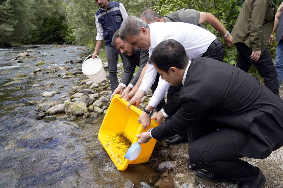 Gümüşhane'nin Torul ilçesindeki Çit Deresi'ne 10 bin kırmızı benekli alabalık yavrusu bırakıldı....