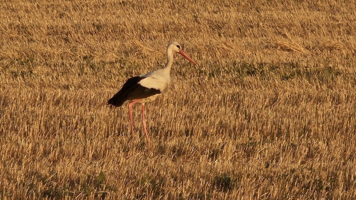 İlkbaharda Çankırı'ya göç eden leylekler, hasat edilen buğday tarlalarında böceklerin yanı sıra...