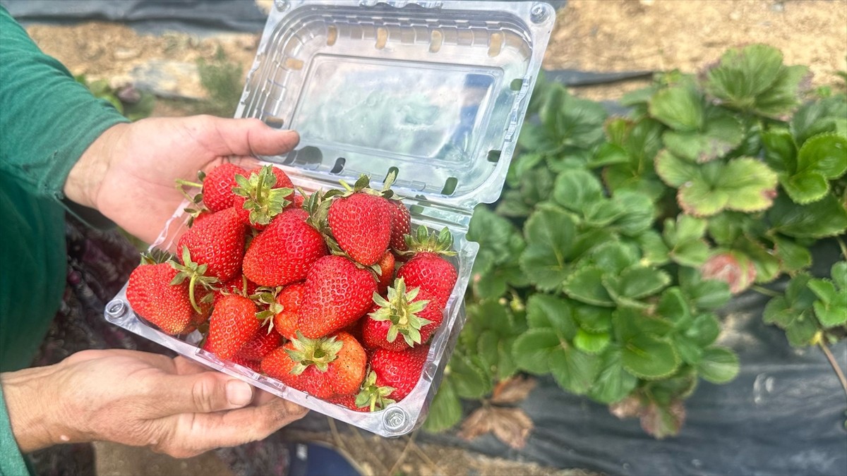 Isparta'nın Aksu ilçesinin yaylalarında üretilen çileğin hasadına başlandı. Kentte bin 200 rakımlı...