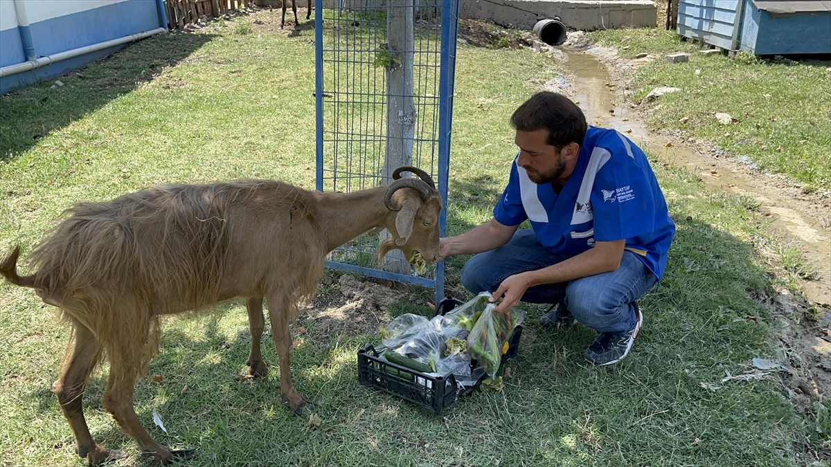 İzmir'in farklı yerlerinde meydana gelen orman yangınlarından olumsuz etkilenen 28 hayvan, Hayvan...
