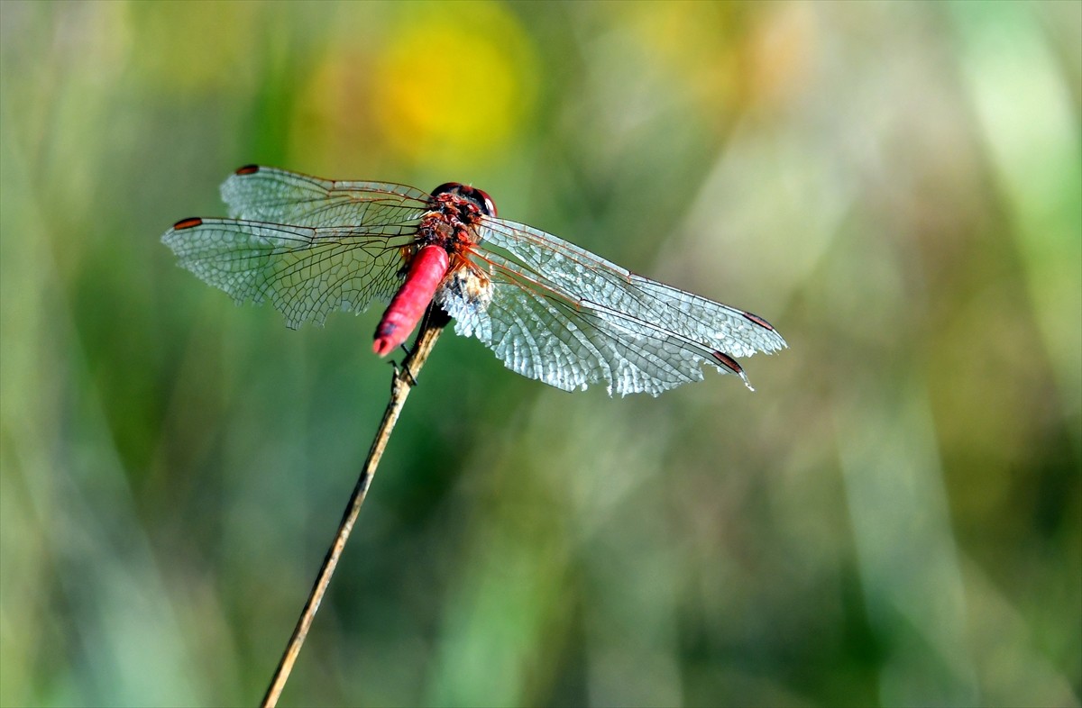 Kars'ın Sarıkamış ilçesinde yaz yağmurlarının ardından görülmeye başlanan rengarenk yusufçuklar...