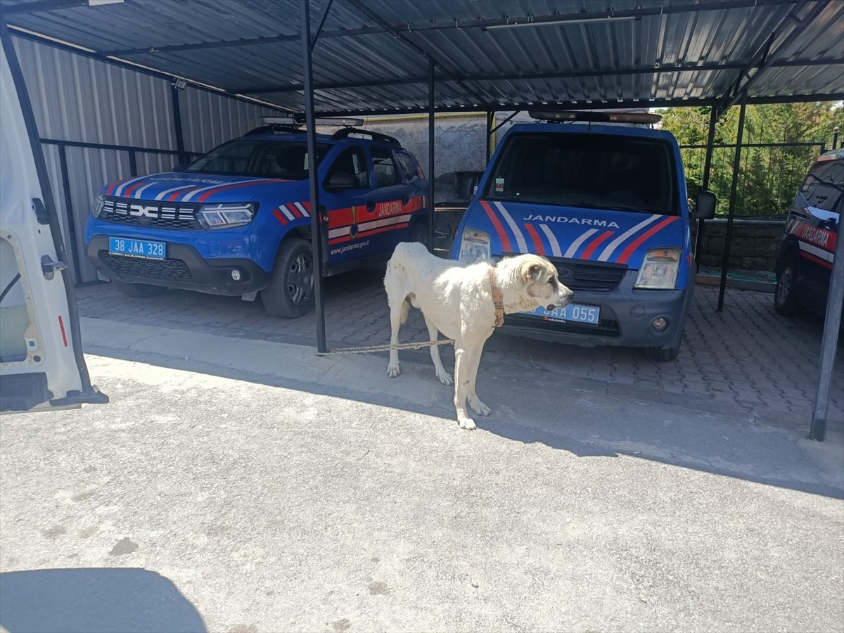 Kayseri'nin Melikgazi ilçesinde, otomobili iple bağladığı köpeğine çektiren kişiye 10 bin 386 lira...