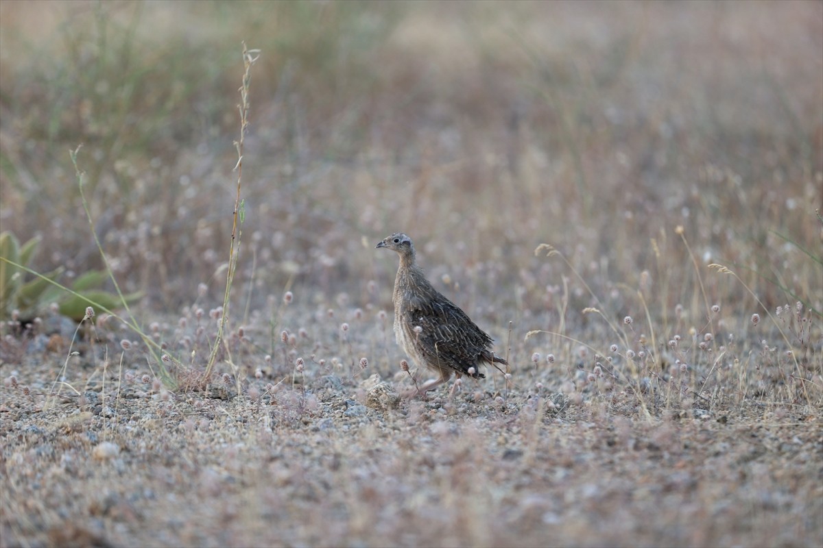 Kırklareli'nde yaban hayatının korunması ve doğal dengeyi desteklemek amacıyla doğaya 600 çil...