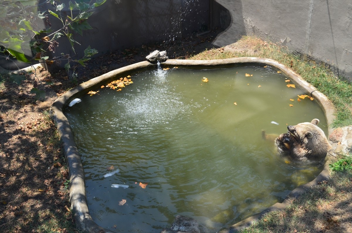 Kocaeli'nin Darıca ilçesindeki hayvanat bahçesinde, sıcak havalarda hayvanları serinletmek için...
