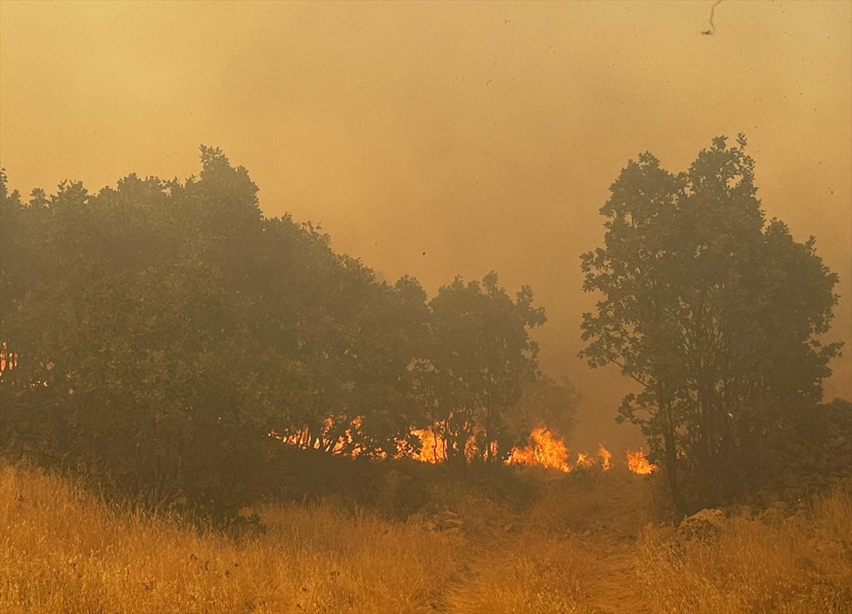 Mardin'in Ömerli ilçesinde ormanlık alanda çıkan yangın, kontrol altına alındı.
