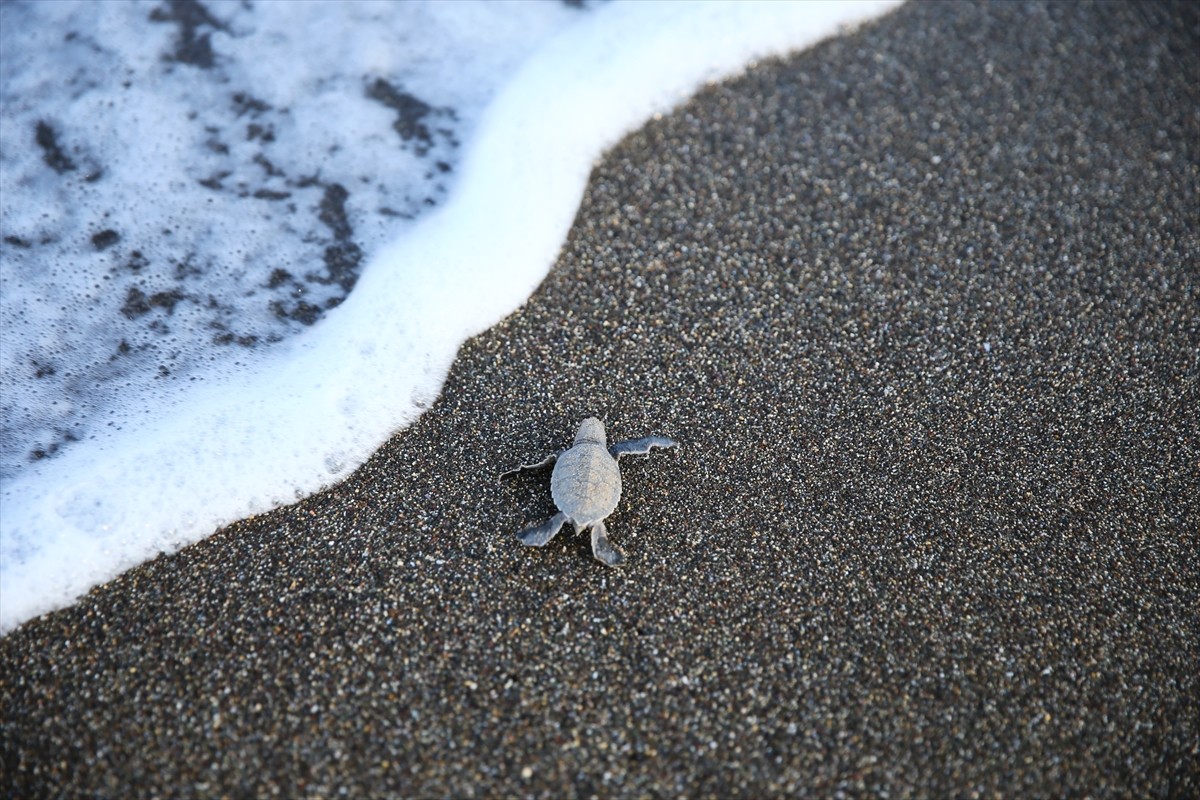 Mersin'in Mezitli ilçesinde yumurtalarından çıkan yeşil deniz kaplumbağası yavruları denizle...