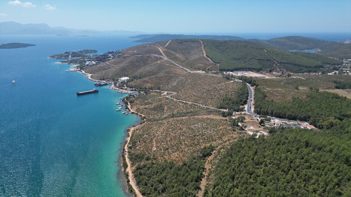 Muğla'nın Bodrum ilçesine bağlı Güvercinlik Mahallesi'nde 4 yıl önce yanan alanlar, dikilen...
