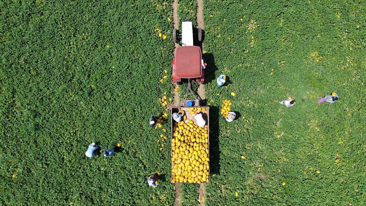 Samsun'un Bafra ilçesinde gerçekleştirilen kavun hasadı devam ediyor.