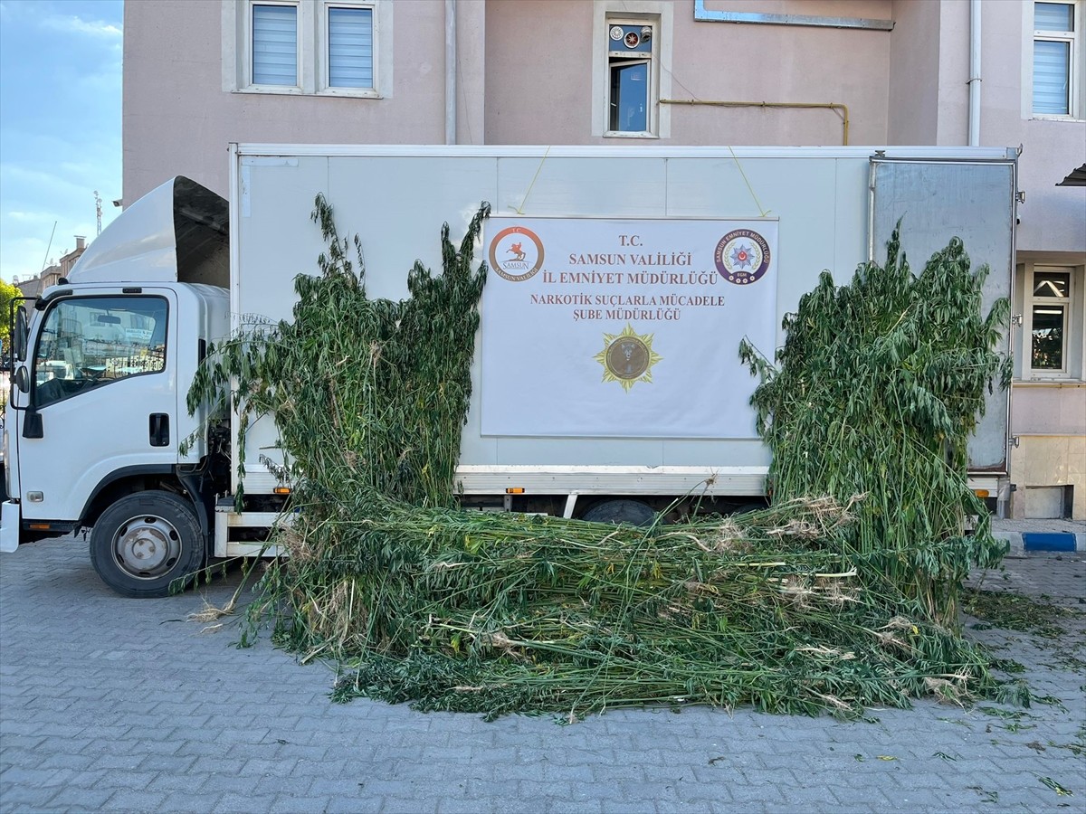 Samsun'un Vezirköprü ilçesinde tarlada ekili halde 5 bin 230 kök kenevir bitkisi ele geçirildi.