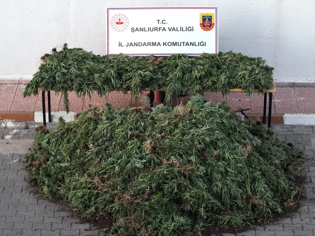 Şanlıurfa'nın Siverek ilçesinde düzenlenen uyuşturucu operasyonunda 9 zanlı gözaltına alındı. İl...