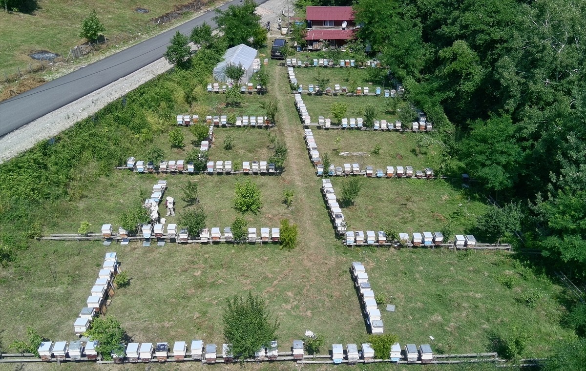 Sinop'ta gür kestane ormanlarında üretilen coğrafi işaret tescilli kestane balı, hasat sürecinin...