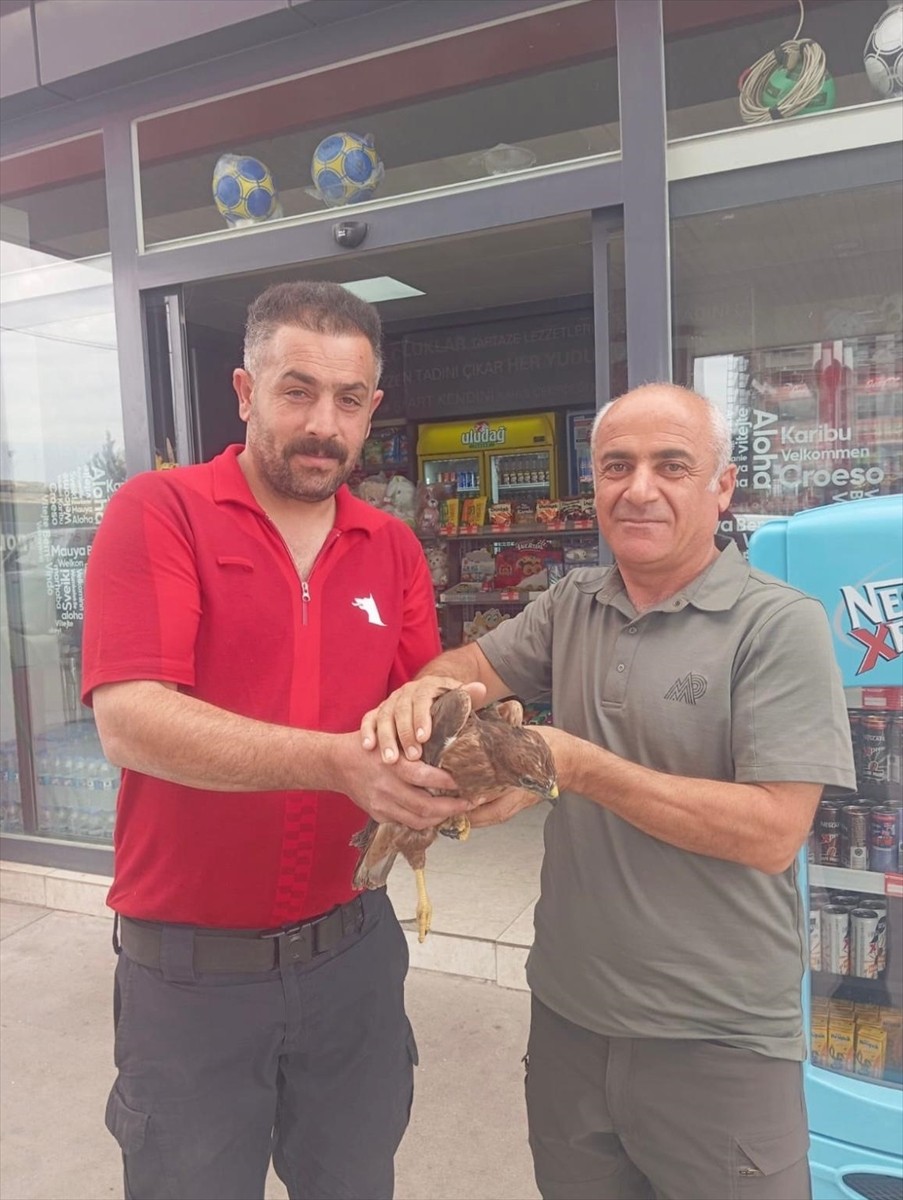 Şırnak'ta arazide yaralı ve bitkin bulunan 2 kızıl şahin tedavi altına alındı. Bölgeye giden Doğa...