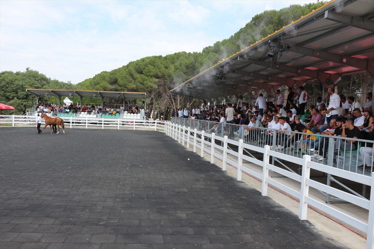 TİGEM e-satış ile 68 tayın satışından 45 milyon 485 bin lira gelir elde etti