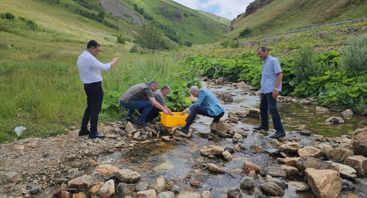 Trabzon'un Araklı ilçesindeki Karadere Vadisi'ne 15 bin alabalık yavrusu salındı.  Alabalıklar...